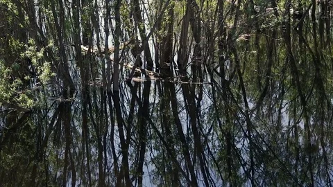 Flooded trees and their reflection in the water Stock Footage 76658155