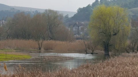Flooded trees during high water Stock Footage 73553336
