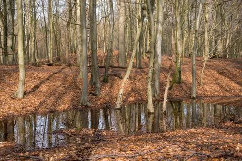 Flooded trees in the forest Stock Photos