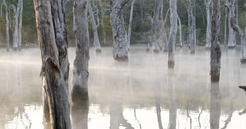 Flooded trees in forest pond with mist rising from the water Stock Footage 131209717