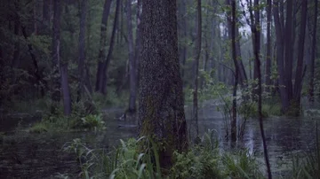 Flooded trees in heart of the wild forest. Zoom in, dolly Stock Footage 86062433