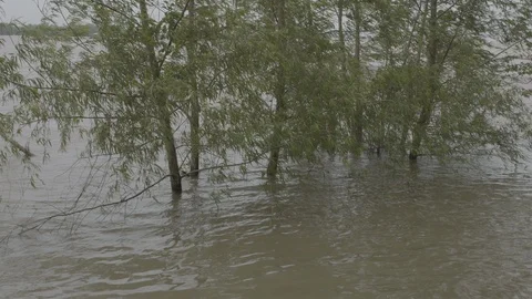 Flooded Trees in the Mississippi River near New Orleans Stock Footage 107851853