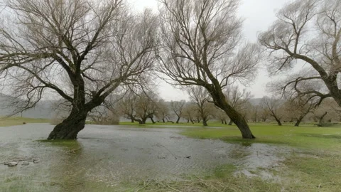 Flooded Trees in a Misty Landscape Stock Footage 282935853