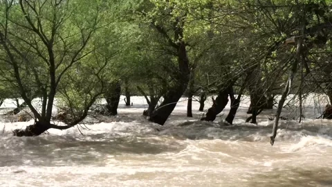 Flooded trees by the river in springtime Vidéo 275429454