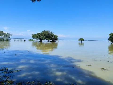 Flooded Trees Standing in Submerged Rural River Wetland Stock Photos