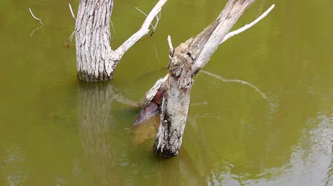 Flooded trees in water, still camera Stock Footage 38021286