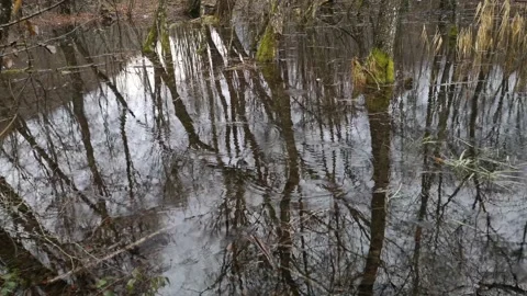 Flooded winter forest landscape Stock Footage 146286605