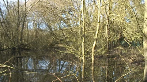 Flooded wood Stock Footage 33876884