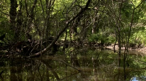 Flooded Woodland Video stock 44442202