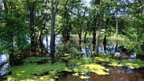 Flooded Woods Fly Through Stock Footage 115077539