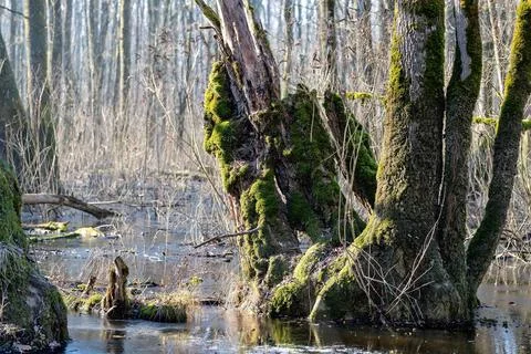 Flooded Woods Stock Photos