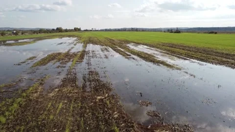 Flooded young crops of winter wheat in autumn. Field on a farm with rainwater Stock Footage 142329036