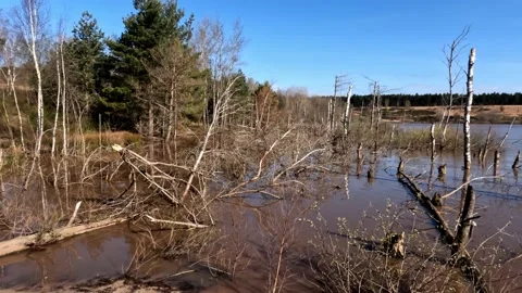 Flooding Damage Broken Trees Aftermath 스톡 동영상 221551383