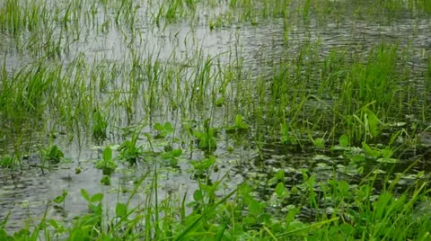 Flooding field in rain Stock Footage