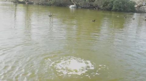 Flooding Lake with Ducks Stock Footage 45886322