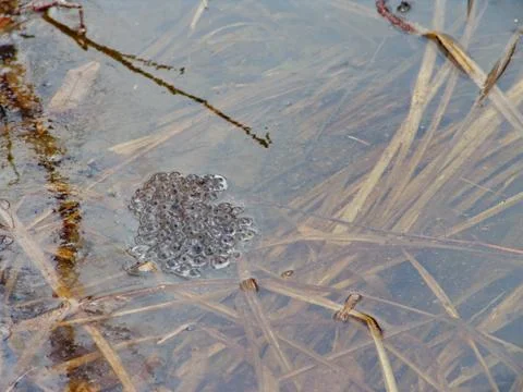 Flooding Stock Photos