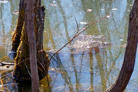 Flooding Stock Photos