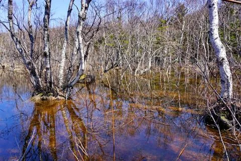 Flooding Stock Photos