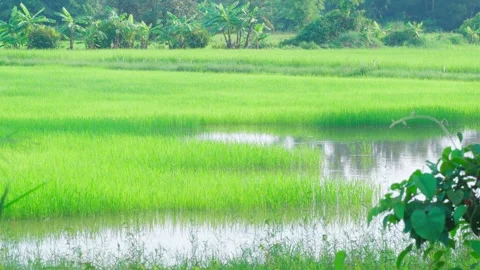 Flooding in rice fields where white trees are about to sprout during Thailand Stock Footage 250931141