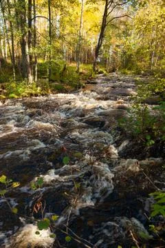 Flooding river in the forest Stock Photos