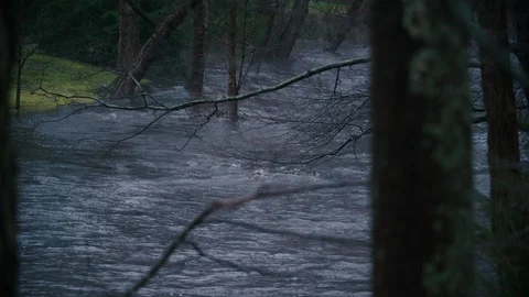 A flooding river with a strong current climbs a riverbank, swamping trees. Stock Footage 100231608