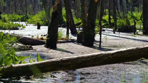 Flooding swamp with dead trees Stock Footage 269659214