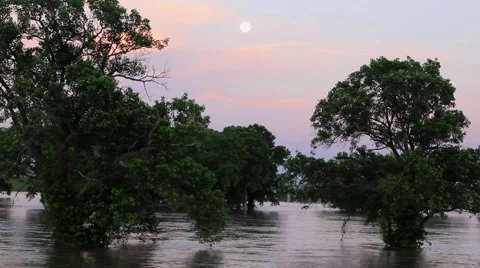 Flooding in Texas: Oak trees standing in water Video stock 50821955