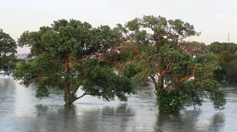 Flooding in Texas: Trinity River View Video stock 50772477