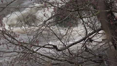 Flooding water going through trees and branches in England UK 4K Stockbeeldmateriaal 206028725
