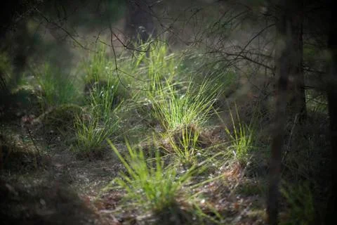 Floodlit grass in a forest. Stock Photos