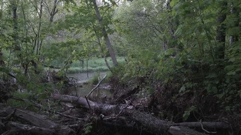 Floodplain at dawn. Early June, forested river. Stillness Stock Footage 336450364