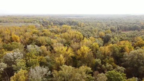 Floodplain forest from above 2 Stock Footage 343358225