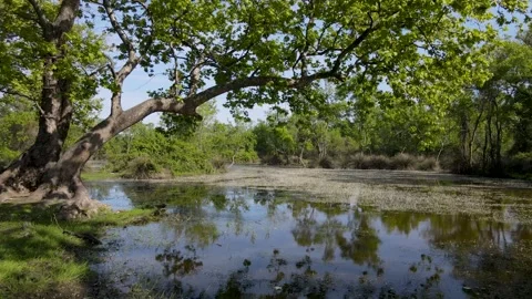 Floodplain Forest Stock Footage 331946417