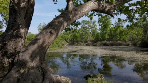 Floodplain Forest Stock Footage 331952620