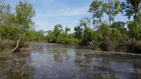 Floodplain Forest Stock Footage 332000693