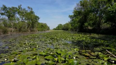 Floodplain Forest Stock Footage 332073938
