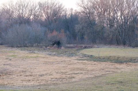Floodplain forest with an old willow Stock Photos