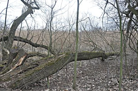 Floodplain forest Stock-Fotos