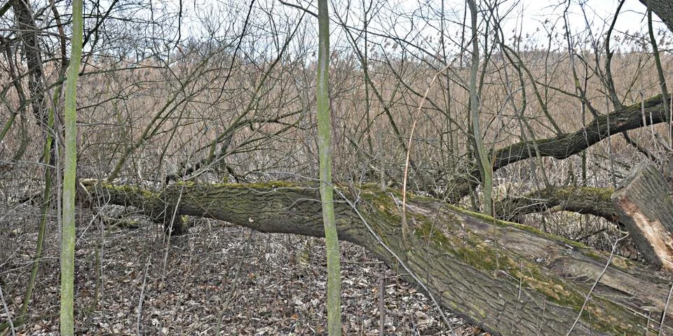 Floodplain forest Stock Photos