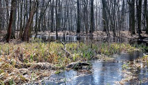 Floodplain forest Stock Photos