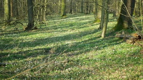 Floodplain forest in spring with Wood anemone nemorosa plants with white flowers Stock Footage 127541968