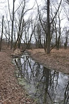 Floodplain forest - stream Stock Photos