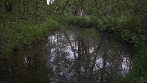 Floodplain forested vernal pool, focus shift Stock Footage 336450402