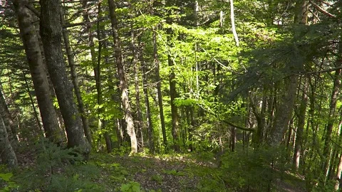 Floodplain Forests National Park Pine Trees Stock Footage 69870380