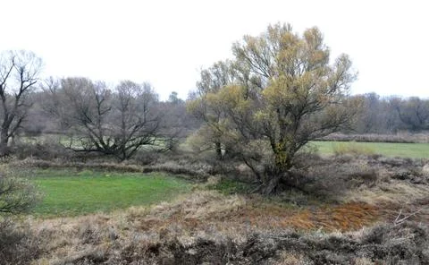 Floodplain Foto stock