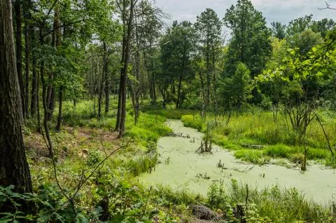 Floodplain Stock-Fotos