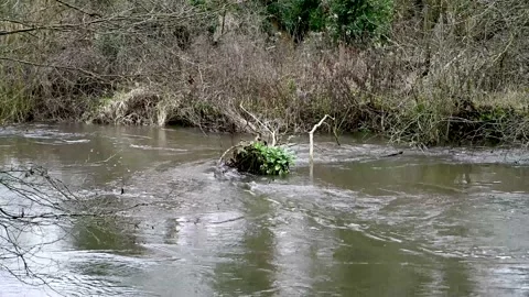 Floodwaters in a river after heavy rain Stock Footage 145528070