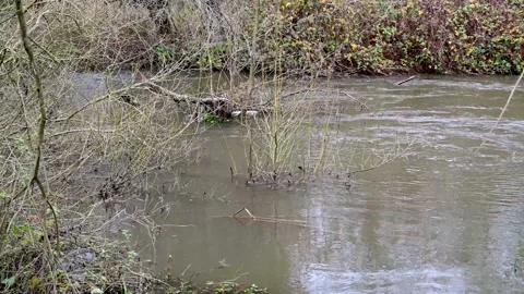 Floodwaters in a river after heavy rain Stock Footage 145528071