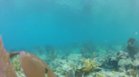 Floor coral crawl Stock Footage 24326825