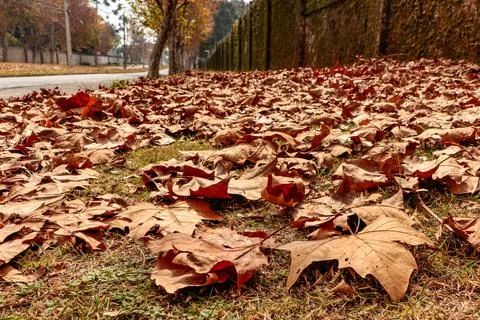 Floor covered with maple leaves Stock Photos